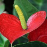 Piante da appartamento