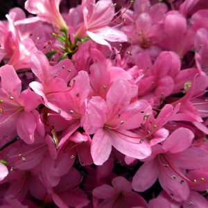 azalea japonica gloria dettaglio 013096