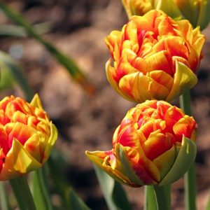 tulips 4132571 640