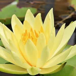 water lily 1585159 640