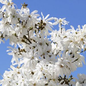 magnolia stellata royal dettaglio 000765
