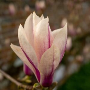 magnolia stellata sunrise dettaglio 015079
