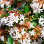 abelia grandiflora