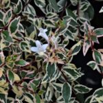 abelia grandiflora confetti 1