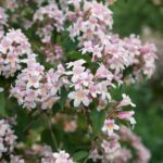 abelia grandiflora little beauty