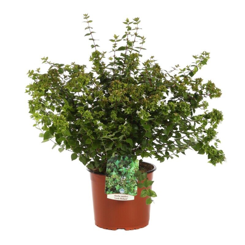 abelia grandiflora little richard 2