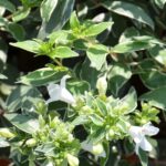 abelia grandiflora lucky lots