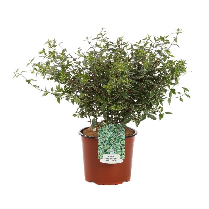 abelia grandiflora lucky lots 2