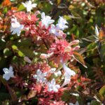 abelia grandiflora magic daydream