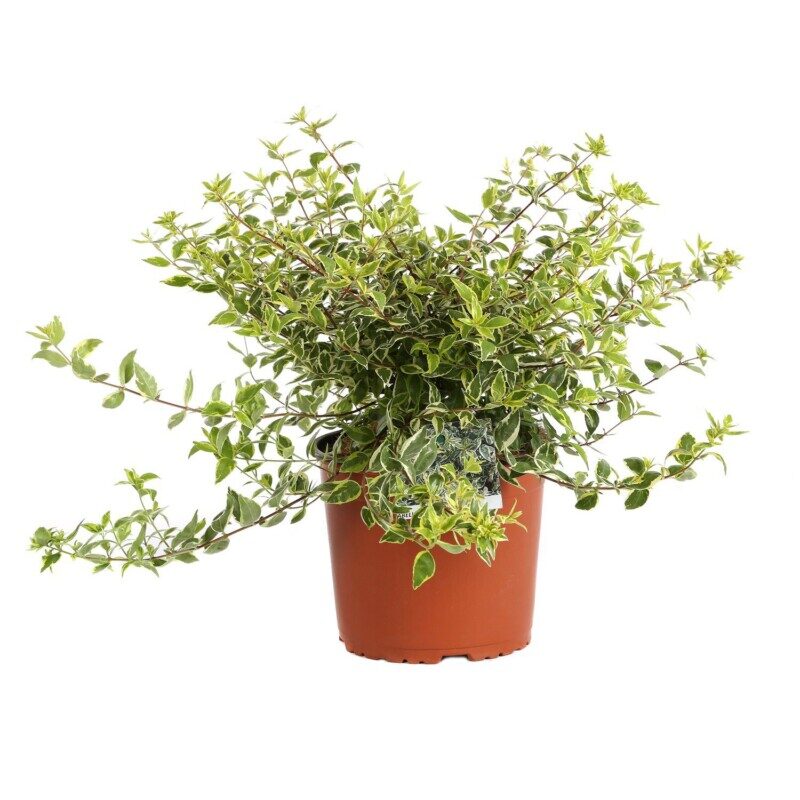 abelia grandiflora radiance 2