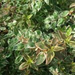 abelia grandiflora sparkling silver 1