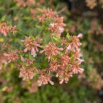 abelia grandiflora sunshine daydream