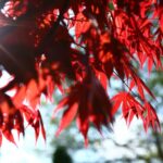 acer palmatum atroporpureo fg3