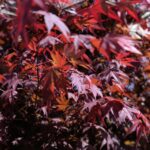 acer palmatum bloodgood acero palmato