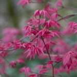 acer palmatum corallinum acero palmato