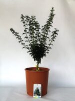 acer palmatum crispifollium acero palmato 2