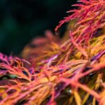 acer palmatum dissectum ornatum acero