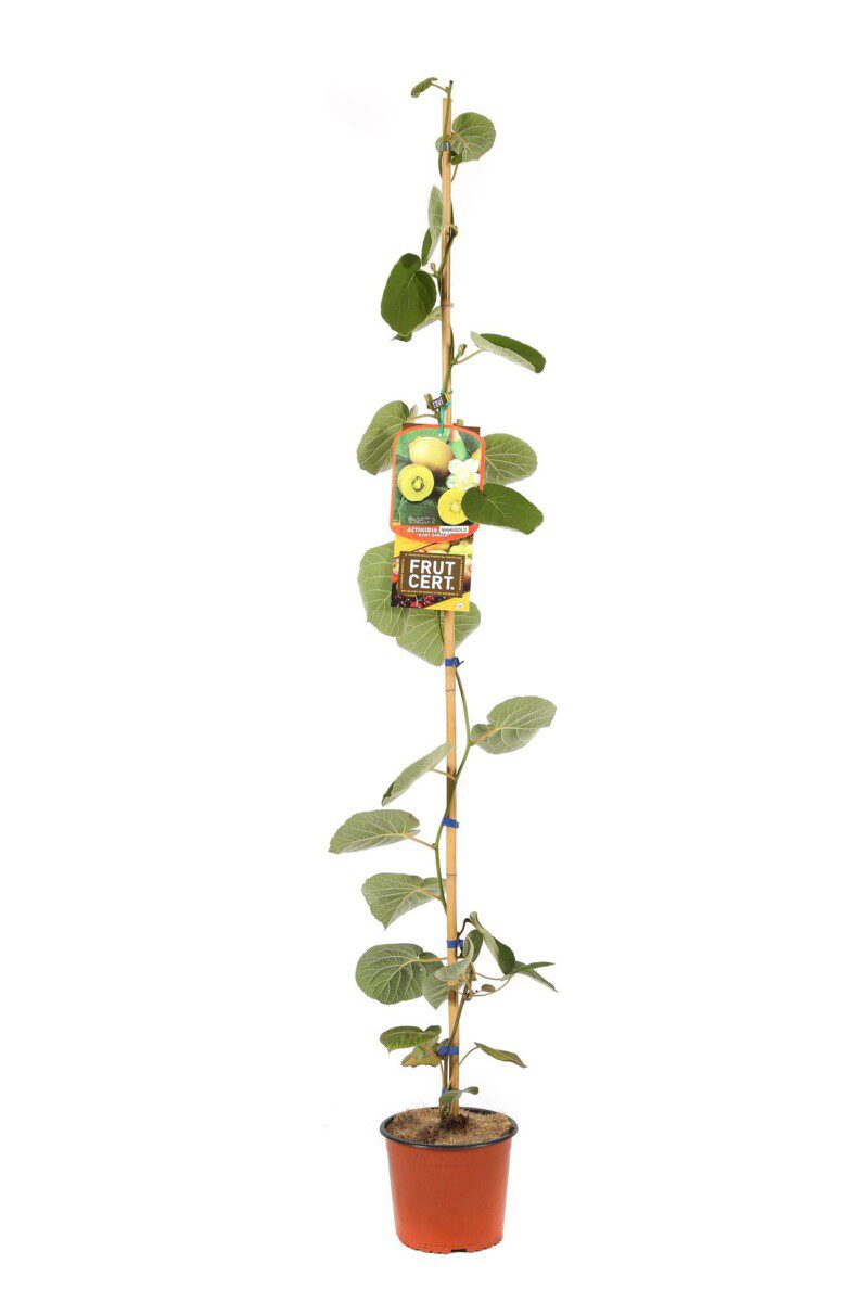 actinidia chinensis minkigold femmina kiwi 2 1