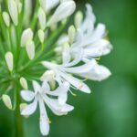 agapanthus umbellatus bianco agapanto 1