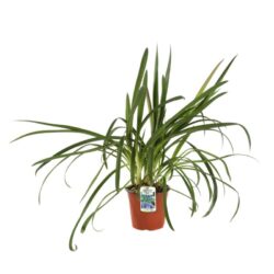 agapanthus umbellatus blue agapanto 2