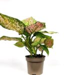 aglaonema spotted star