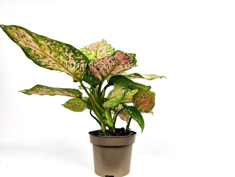 aglaonema spotted star