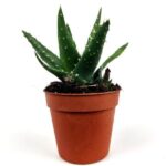 aloe brevifolia