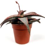 aloe maculata christmas carol