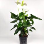 anthurium andreanum sierra white anturio 1