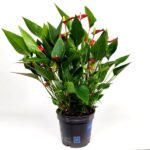 anthurium million flower anturio 1