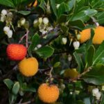 arbutus unedo corbezzolo 1