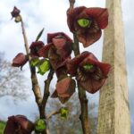 asimina triloba banano del nord