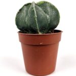 astrophytum coahuilense cappello del prete