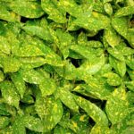 aucuba japonica golden king