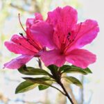 azalea encore carnival rifiorente