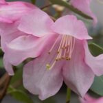 azalea encore debutante rifiorente