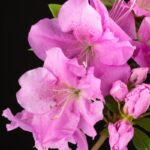 azalea encore empress rifiorente