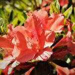 azalea encore princess rifiorente