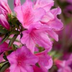 azalea encore sangria rifiorente