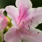 azalea encore sweetheart rifiorente