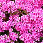 azalea japonica hima sojo 2