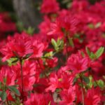 azalea japonica hino crimson 2