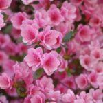 azalea japonica kirin 1