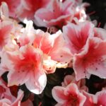 azalea japonica madame kint