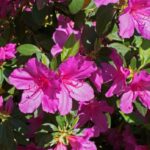 azalea japonica purple splendor 2