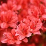 azalea japonica rex