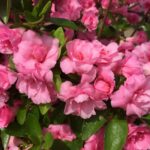 azalea japonica rosebud
