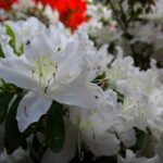 azalea japonica white lady