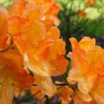 azalea knaphill glowing embers