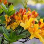 azalea knaphill klondyke 2